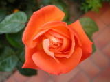 Une rose du sud et de la tramontane - Photo prise en Juin 2004 par Ph. DELAVAQUERIE.