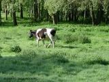 Une vache dans un pré - Photo prise en Mai 2004 par Ph. DELAVAQUERIE.