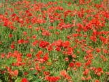 Mai 2005. Un champ de coquelicots à Millas (66).