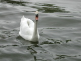 Animaux - Avril 2004. Un cigne sur les bords de l'oise près de Cergy (95).