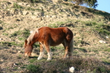 Animaux&nbsp;-&nbsp;F&eacute;vrier 2005. Un cheval dans le site des orgues &agrave; Ille-sur-T&ecirc;t (66).