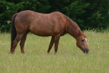 Animaux&nbsp;-&nbsp;Mai 2005. Un cheval dans une p&acirc;ture &agrave; Millas (66).