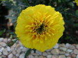 Oeillets&nbsp;-&nbsp;Juillet 2004. Oeillet &agrave; Pierrefitte (93).