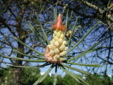 Pins - Mai 2004. Saint Brice sous Forêt (95).