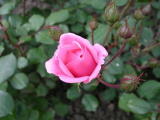 Roses&nbsp;-&nbsp;Mai 2004. Parc de la mairie de Montmorency (95).