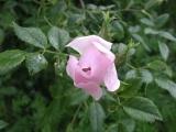 Roses&nbsp;-&nbsp;Mai 2004. Cergy (95).