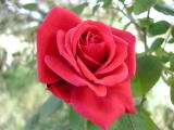 Roses&nbsp;-&nbsp;Mai 2004. Un rosier dans une usine abandonn&eacute;e &agrave; Saint Brice sous for&ecirc;t (95).