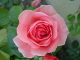 Roses&nbsp;-&nbsp;Juin 2004. Dans un jardin en Eure et Loir (28).