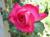Roses - Juin 2004. Dans un jardin en Eure et Loir (28).