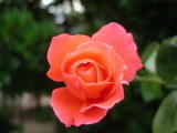 Roses&nbsp;-&nbsp;Juin 2004. Dans un jardin &agrave; Millas (66).