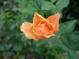 Roses - Juin 2004. Dans un jardin à Millas (66).