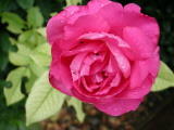 Roses&nbsp;-&nbsp;Juillet 2004. Parc de la mairie de Montmorency (95).