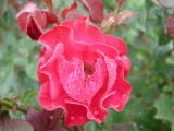 Roses&nbsp;-&nbsp;Juillet 2004. Cergy (95).