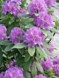 Rododendrons (Rododindrons)&nbsp;-&nbsp;Mai 2004. Rododendron dans le parc de la mairie de Montmorency (95).