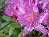 Rododendrons (Rododindrons) - Mai 2004. Rododendron dans le parc de la mairie de Montmorency (95).