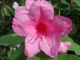 Rododendrons (Rododindrons)&nbsp;-&nbsp;Mai 2004. Rododendron dans le parc de la mairie de Montmorency (95).