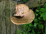 Champignons&nbsp;-&nbsp;Mai 2004. Un champignon parasite sur une souche dans les bois autour de Cergy (95).