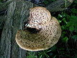 Champignons - Mai 2004. Un champignon parasite sur une souche dans les bois autour de Cergy (95).