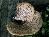 Champignons&nbsp;-&nbsp;Mai 2004. Un champignon parasite sur une souche dans les bois autour de Cergy (95).