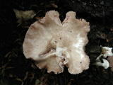 Champignons&nbsp;-&nbsp;Ao&ucirc;t 2004. Un champignon dans la campagne autour de Millas (66).