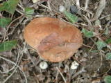 Champignons&nbsp;-&nbsp;Novembre 2004. Un champignon dans la campagne autour de Millas (66).