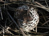 Champignons - Novembre 2004. Un champignon dans la campagne autour de Millas (66).