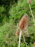 Chardons - Mai 2004. Un chardon du côté de Cergy (95).