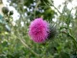 Chardons - Juin 2004. Un chardon du côté de Cergy (95).