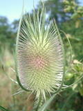 Chardons&nbsp;-&nbsp;Juillet 2004. Un chardon du c&ocirc;t&eacute; de Cergy (95).