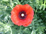 Coquelicots - Mai 2004. Un coquelicot sur les bords de l'oise près de Cergy (95).