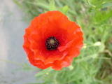 Coquelicots - Mai 2004. Un coquelicot sur les bords de l'oise près de Cergy (95).