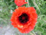 Coquelicots - Mai 2004. Un coquelicot sur les bords de l'oise près de Cergy (95).