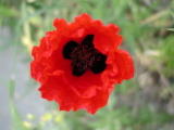 Coquelicots - Mai 2004. Un coquelicot sur les bords de l'oise près de Cergy (95).