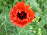 Coquelicots - Juin 2004. Un coquelicot sur les bords de l'oise près de Cergy (95).