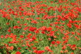 Coquelicots&nbsp;-&nbsp;Mai 2005. Un champ de coquelicot &agrave; Millas (66).