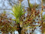 Fleurs diverses - Avril 2004. Pousse d'arbre sur les bords de l'oise près de Cergy (95).