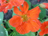 Fleurs diverses&nbsp;-&nbsp;Juin 2004. Fleurs sur les bords de l'oise pr&egrave;s de Cergy (95).