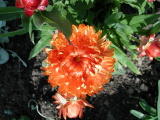 Fleurs diverses&nbsp;-&nbsp;Juin 2004. Immortelles dans un bac &agrave; Chartres (28).