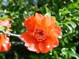 Fleurs diverses - Juin 2004. Grenadier en fleurs à Millas (66).