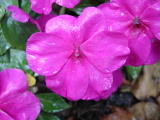 Fleurs diverses&nbsp;-&nbsp;Juillet 2004. Fleurs dans le parc de la mairie de Montmorency (95).