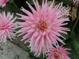 Fleurs diverses&nbsp;-&nbsp;Juillet 2004. Fleurs dans le parc de la mairie de Montmorency (95).