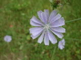 Fleurs diverses&nbsp;-&nbsp;Ao&ucirc;t 2004. Fleurs dans la for&ecirc;t de Viarme (95).