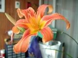 H&eacute;m&eacute;rocalles&nbsp;-&nbsp;Mai 2004. H&eacute;m&eacute;rocalles sur mon balcon &agrave; Sarcelles (95).