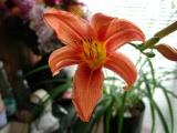 H&eacute;m&eacute;rocalles&nbsp;-&nbsp;Mai 2004. H&eacute;m&eacute;rocalles sur mon balcon &agrave; Sarcelles (95).