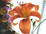 H&eacute;m&eacute;rocalles&nbsp;-&nbsp;Mai 2004. H&eacute;m&eacute;rocalles sur mon balcon &agrave; Sarcelles (95).